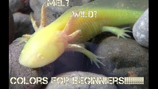 Axolotl Color Morph Basics [upl. by Eah]