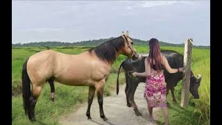 My sister training care her lovely horse in beginner 2021 [upl. by Annat]