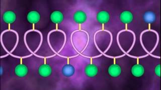 Protein Structure and Denaturation  A Level Biology [upl. by Aivatal852]