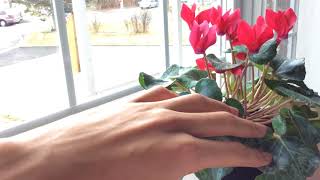 Cyclamen Plant Care  How to Keep Cyclamen Blooming [upl. by Drida]