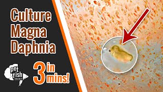 How to culture DAPHNIA MAGNA  The easy way [upl. by Healey]