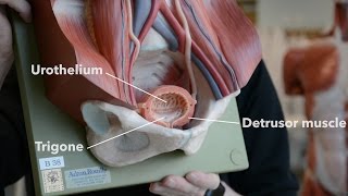 Bladder Anatomy [upl. by Alleinnad]