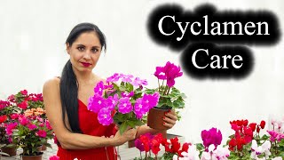 Cyclamen Plant Care  Indoor Growing Conditions  Tips [upl. by Kramer]