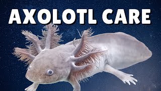 AXOLOTL CARE GUIDE  Housing Feeding amp Tank Mates  Ambystoma mexicanum [upl. by Smaoht]