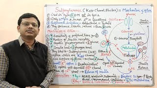 Diabetes Mellitus Part10 Mechanism of Action of Sulfonylurease  Antidiabetic Drugs  Diabetes [upl. by Olegnalehcim]