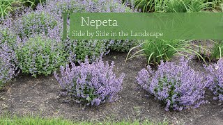 Nepeta Variety Comparison  Walters Gardens [upl. by Nylhsoj]