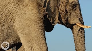 How Elephants ListenWith Their Feet  Deep Look [upl. by Marr489]