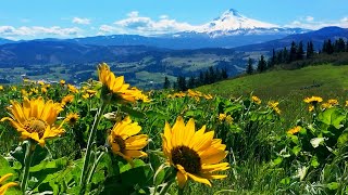 Relaxing Meadow with Ambient Nature Sounds Wildflowers and Mountain View  8 Hours [upl. by Zaneski]