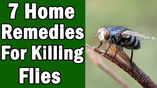 7 Home Remedies For Killing House Flies [upl. by Ssac]