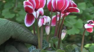 Cyclamen Plant Care  Indoor Growing Conditions [upl. by Amby183]