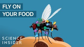 What Happens When A Fly Lands On Your Food [upl. by Eninnaj]