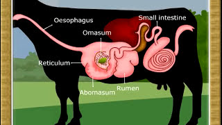 Life ProcessDigestion in Ruminants07 [upl. by Nemracledairam]