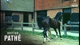 Hackney Horses 1959 [upl. by Macintosh25]