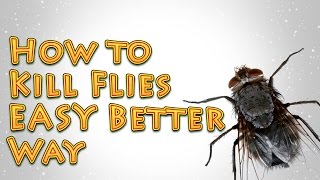 How to Kill Flies A Better EASY way [upl. by Ihp]