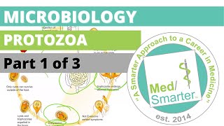 Protozoa  Microbiology  USMLE STEP 1  Part 1 of 3 [upl. by Imit]