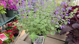 Nepeta Blue Wonder Catmint  Mounding with small blue flowers [upl. by Ajnek727]