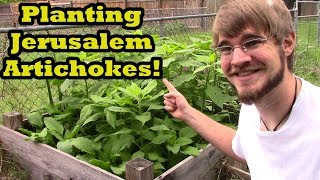 How to Grow Jerusalem Artichokes Sunchokes [upl. by Theodor]