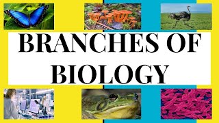 WHAT ARE THE DIFFERENT BRANCHES OF BIOLOGY  COMMON BRANCHES OF BIOLOGY [upl. by Preston]