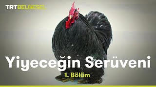 Yiyeceğin Serüveni  Tavuk  TRT Belgesel [upl. by Blalock]