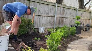 Planting Hydrangeas  Dallas TX Gardening  Limelight and Gatsby Gal by Proven Winners [upl. by Buck]