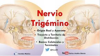 Anatomía  Nervio Trigémino Ganglios Ramos Oftálmico Maxilar y Mandibular [upl. by Attenyt]