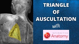 Triangle of Auscultation  Air Anatomy  4D Anatomy [upl. by Dich]