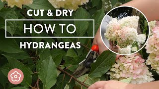 How to Cut and Dry Your Hydrangea Blooms [upl. by Ahsirkal]