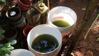 How to grow Green Water Algae [upl. by Akkinahs]