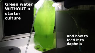 Green Water WITHOUT a Starter Culture  From Scratch  How To [upl. by Mor]