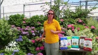 PETITTI Panicle and Macrophylla Hydrangea Fertilizing Care Tips [upl. by Sheela]