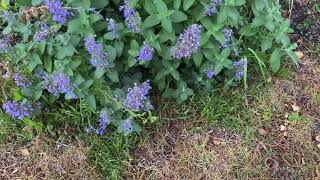 Plant Review Nepeta ‘Blue Prelude’ [upl. by Alyhc]