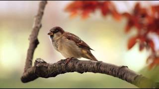 1 Hour Birdsong Sounds on a Spring Morning in English Countryside [upl. by Jeffie]