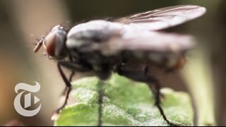 The Flight of the Fly  The New York Times [upl. by Fonsie]