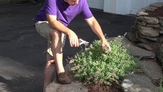 Deadheading Catmint Nepeta to Extend Bloom [upl. by Berl741]