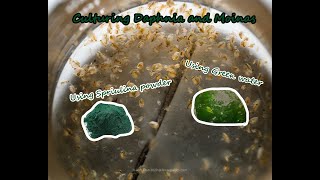 How To Culture Daphnia and Moinas using Green Water Spirulina powder [upl. by Elisha876]