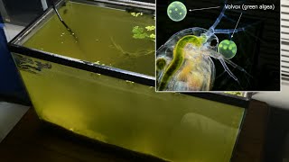 Raising Daphnia for the Freshwater Aquarium [upl. by Hseyaj749]