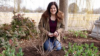 Pruning Panicle Hydrangeas 💚🌿  Garden Answer [upl. by Eolc]