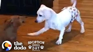 This Puppy Mill Dog Is Finally About To Get A Family  The Dodo Adoption Day [upl. by Stanwin]