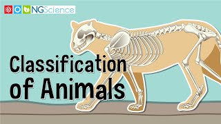 Classification of Animals [upl. by Tiff]