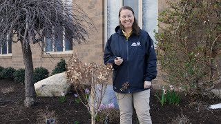 PETITTI  How to Prune Panicle Hydrangea Trees [upl. by Amabel]