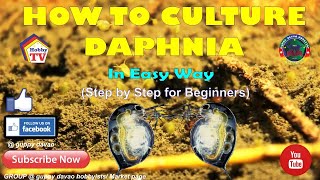 HOW TO CULTURE DAPHNIA In Easy Way [upl. by Bourgeois890]