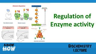 Regulation of enzyme activity [upl. by Millford733]