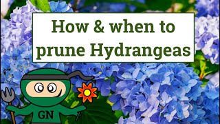 How and when to prune Hydrangeas [upl. by Farrison]