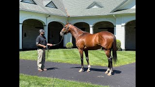 MyRacehorse quotBreeding Shedquot [upl. by Elleirad]