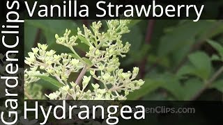 Vanilla Strawberry Hydrangea  Hydrangea Paniculata  Renhy [upl. by Kellyn]