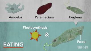 Protists  Sci NC [upl. by Nashoma986]