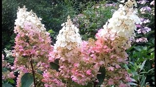 Hydrangea paniculata Pinky Winky [upl. by Kristien]