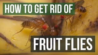 How to Get Rid of Fruit Flies 3 Simple Steps [upl. by Wallraff412]